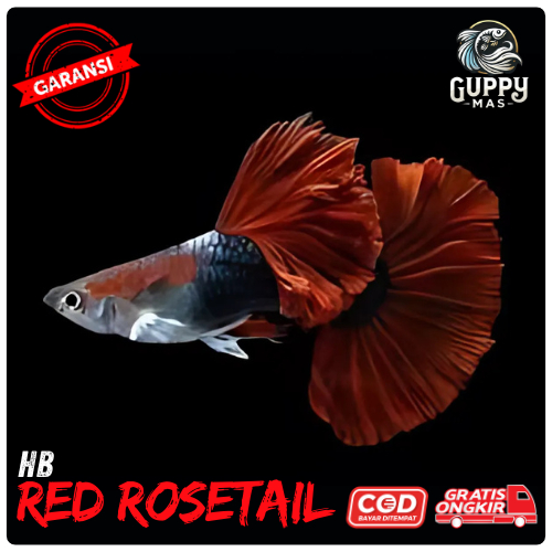 Hiasan Aquarium Guppy HB Red Rosetail Sepasang
