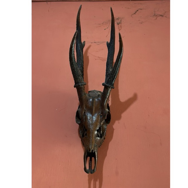 Hiasan Dinding Tanduk Kepala Rusa Asli