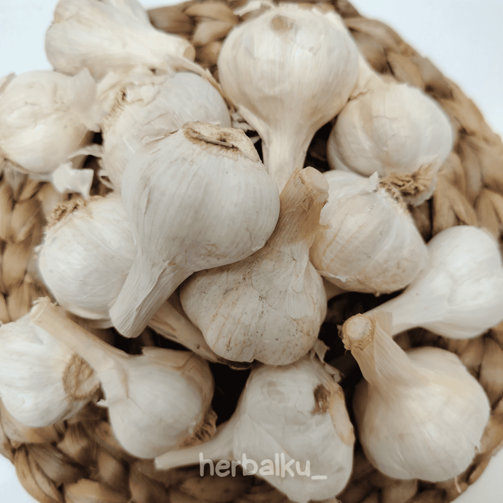 

Bawang Putih Kating Rempah Pedas untuk Masakan
