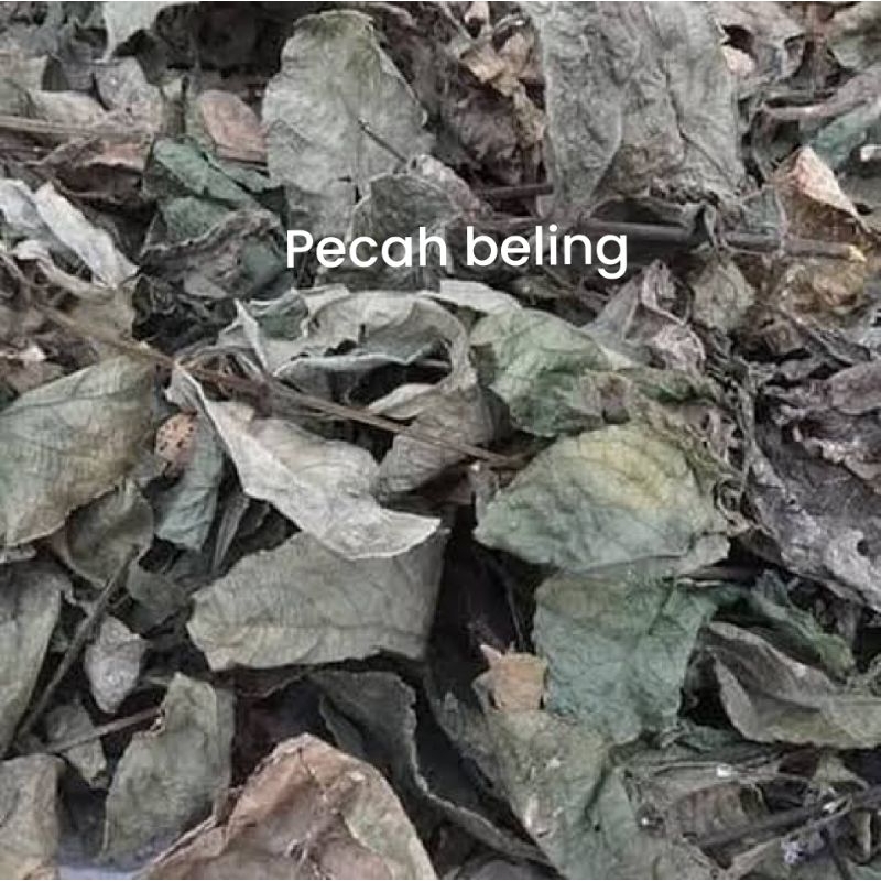 

Daun Keji Beling Kering 250gr Daun Pecah Beling