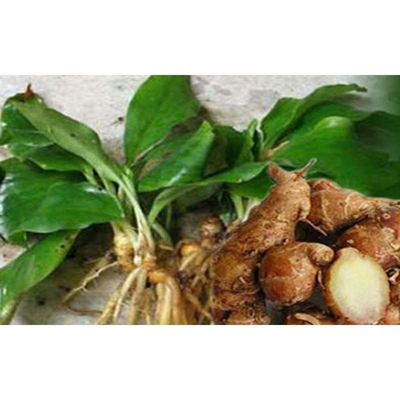 

kencur 1kg sudah di cuci bersih