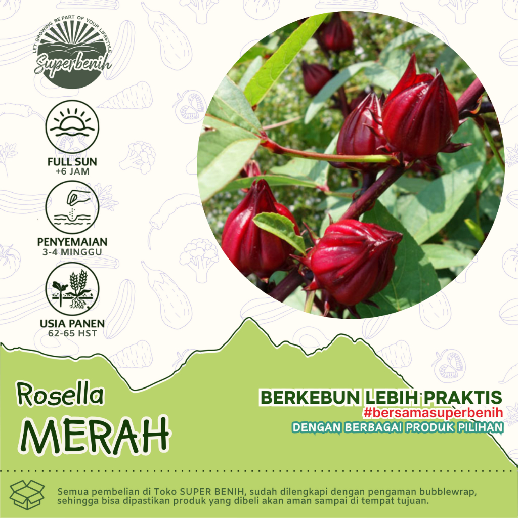 20 Biji - Benih Rosella MERAH dan Rosella UNGU, bunga lebat, mudah ditanam