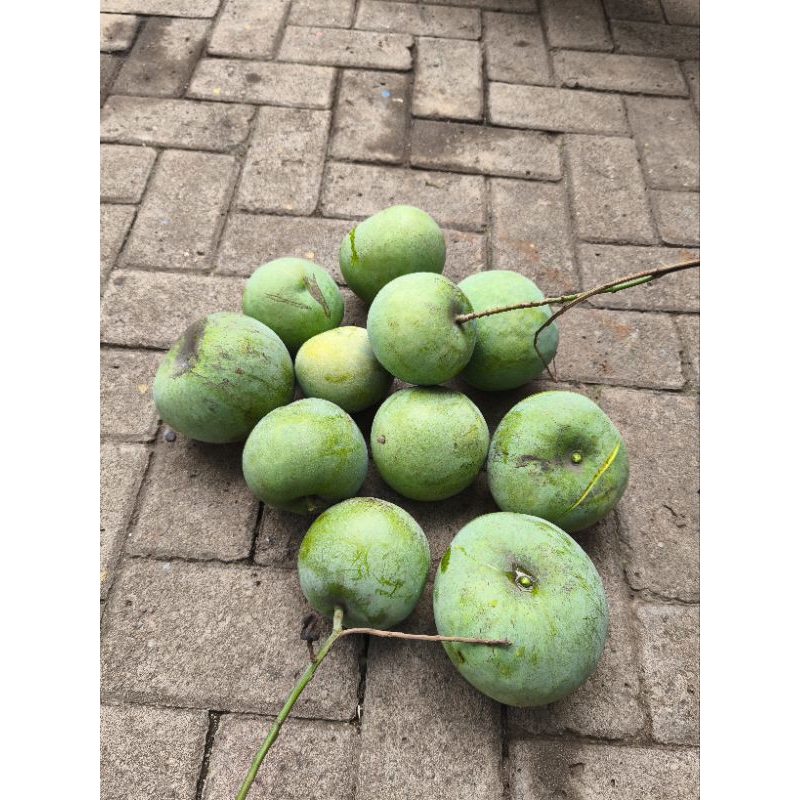 

mangga muda untuk rujak
