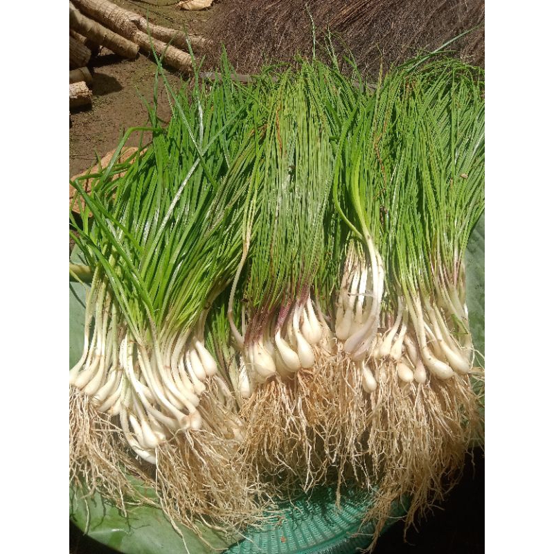 Bibit Bawang Kucai Lokio Unggul Organik  per rumpun