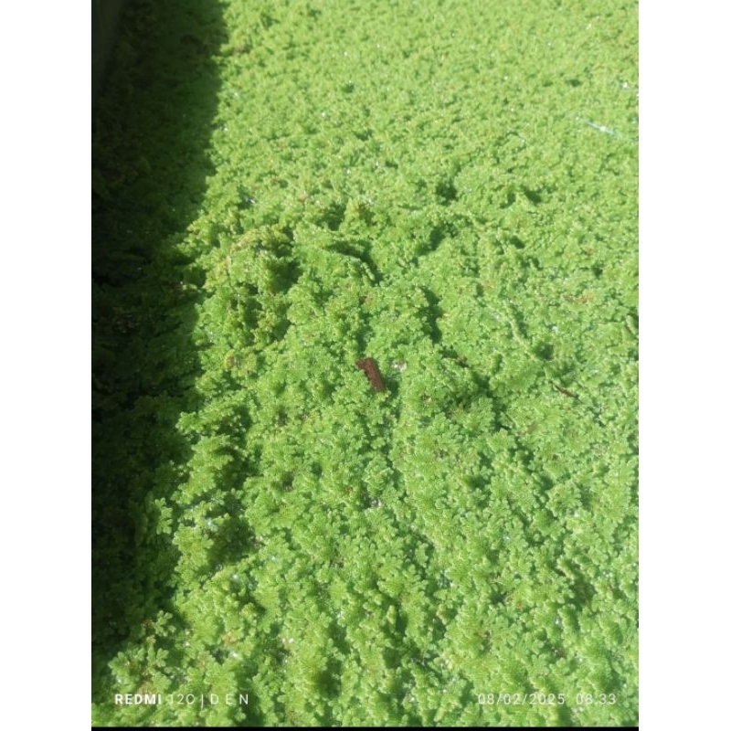 Azolla Super {1Kg}