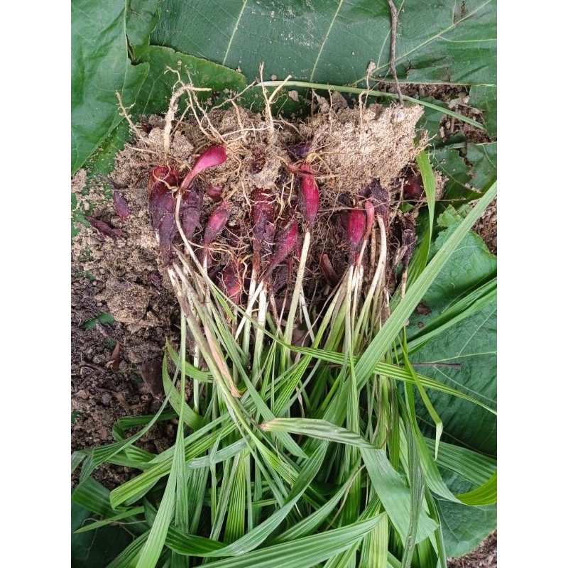 

baru cabut bila ada pesanan 10 bawang dayak