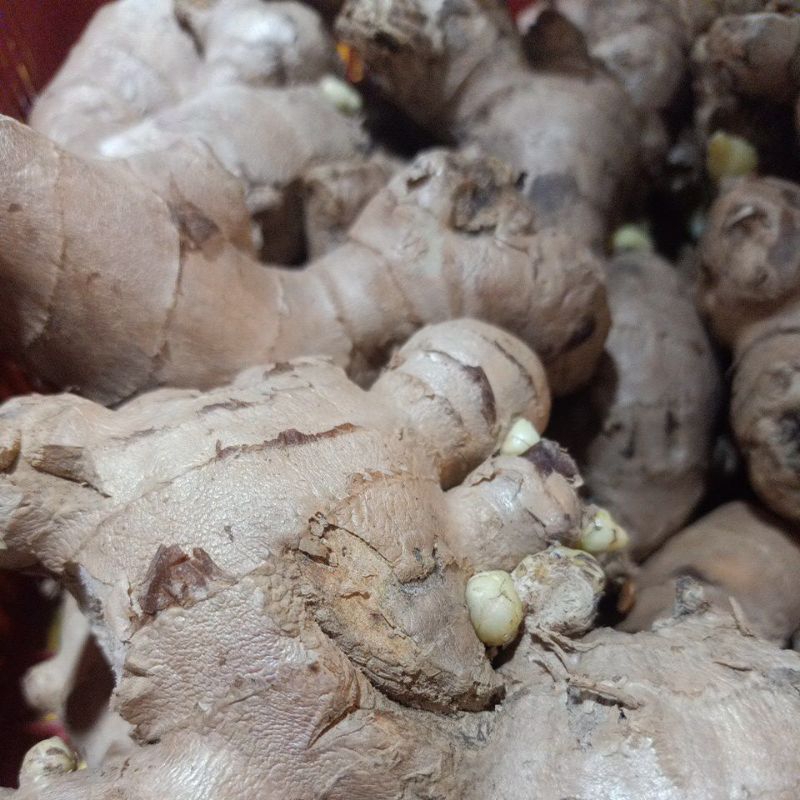 

Jahe Asli Ukuran 250g/500g/1Kg