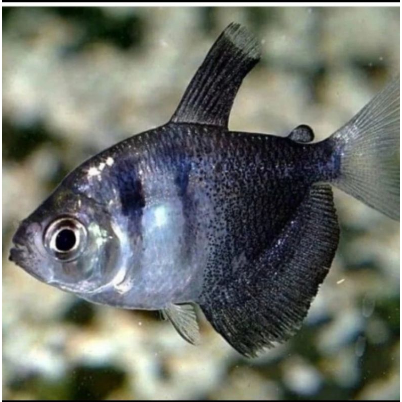 

HIASAN AQURIUM/BLACK TERTA