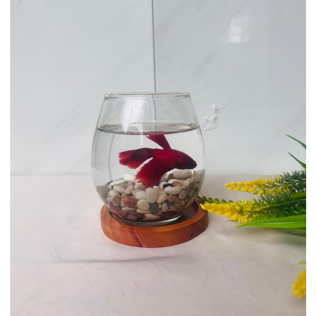 Aquarium Ikan Cupang Mini Akuarium Kecil Kaca Hias Bulat - Aquarium Ikan Hias Alas Aquarium- Aquariu