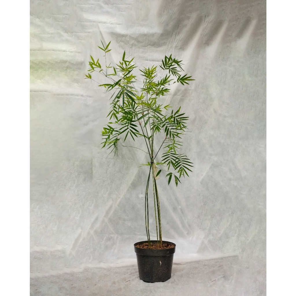 Bibit bambu cendani / Phyllostachys aurea / bambu kultur jaringan / Bambu hias