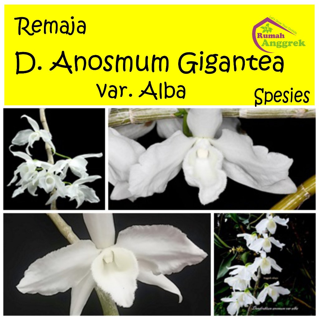 Anggrek Dendrobium Anosmum Gigantea varian Alba Remaja spesies dendro ueng sai luang dewasa indo-cin
