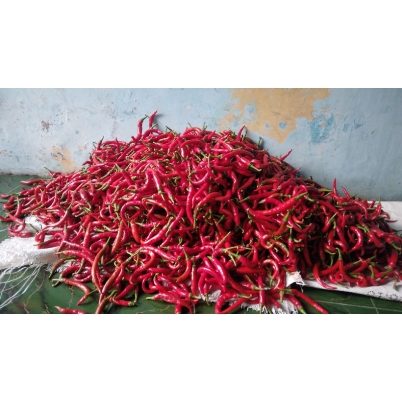 

CABE MERAH BESAR 1KG