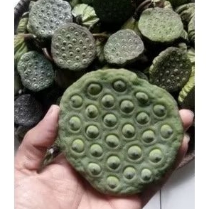 

biji bunga teratai / lotus seeds / Lian Zhi segar super 1kg