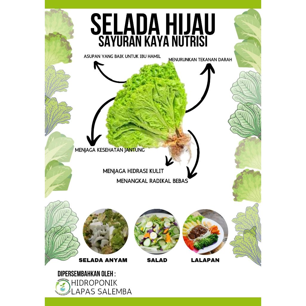 

SELADA HIJAU