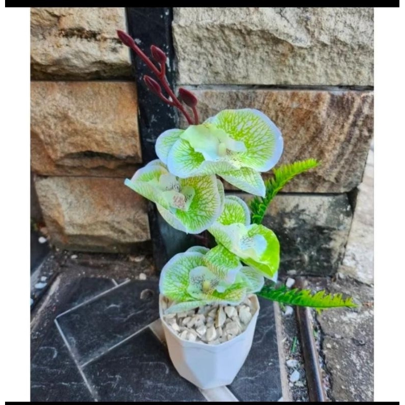 Bunga Anggrek dengan pot / bunga hias