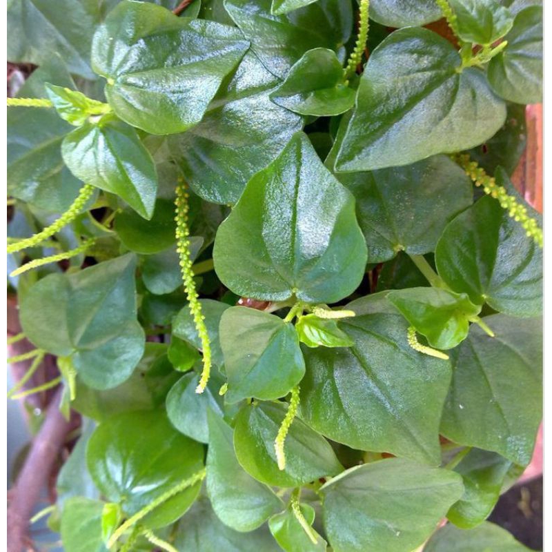 

Lalapan viral daun sirih cina,lalapan mentah,lalapan herbal Fres menyehatkan