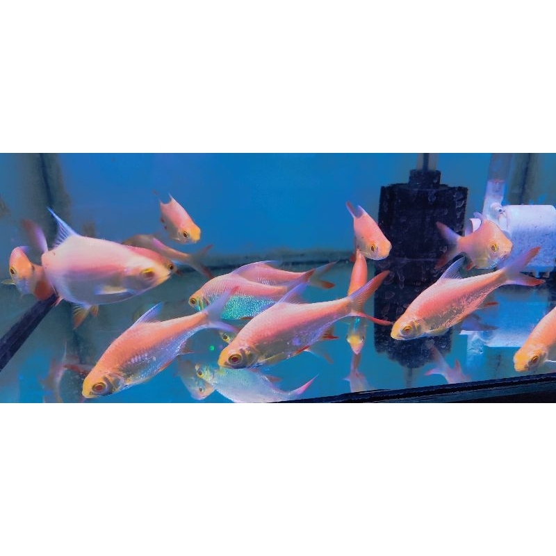 hiasan aquarium kaviat/termurah size besar