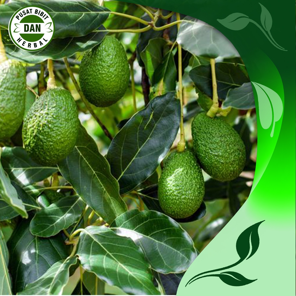 

Daun alpukat segar 100 gram untuk obat herbal alami