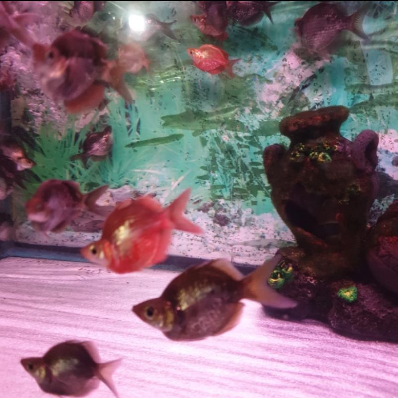 

HIASAN AQUARIUM/RAINBOW MERAH BALLON