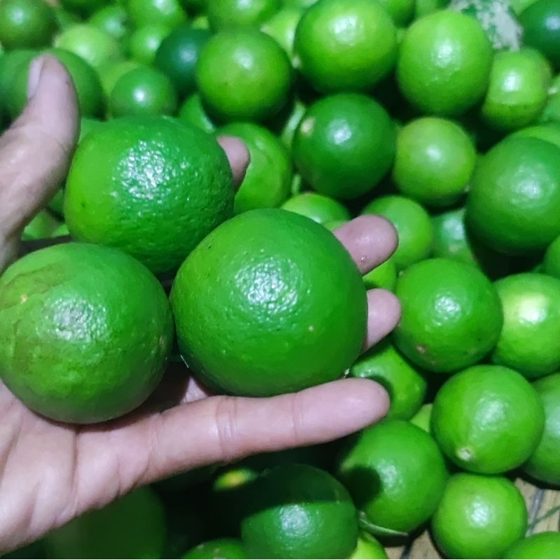 

JERUK NIPIS SEGAR 500 GRAM HARGA GROSIR