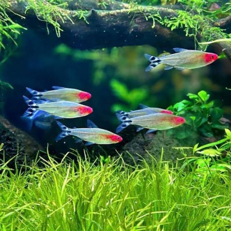RED NOSE TETRA ikan aquascape size 2 cm KHUSUS INSTAN