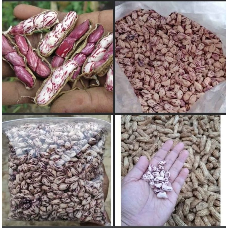 

BENIH/BIBIT KACANG KUPAS KERING LURIK SUPER GRADE A 500 GRAM PALING MURAH