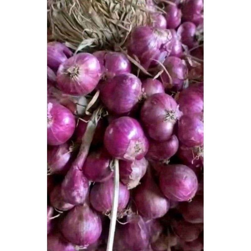 

Bawang Merah Asli Brebes Setengah Kering harga per 1 Kg