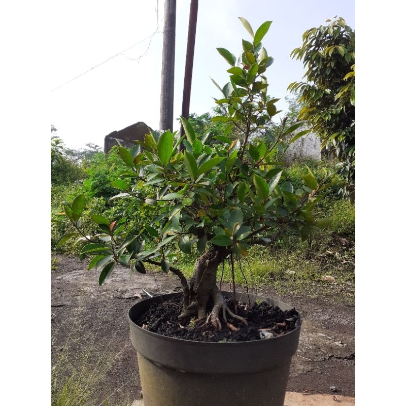 Bonsai Iprik/Preh original.