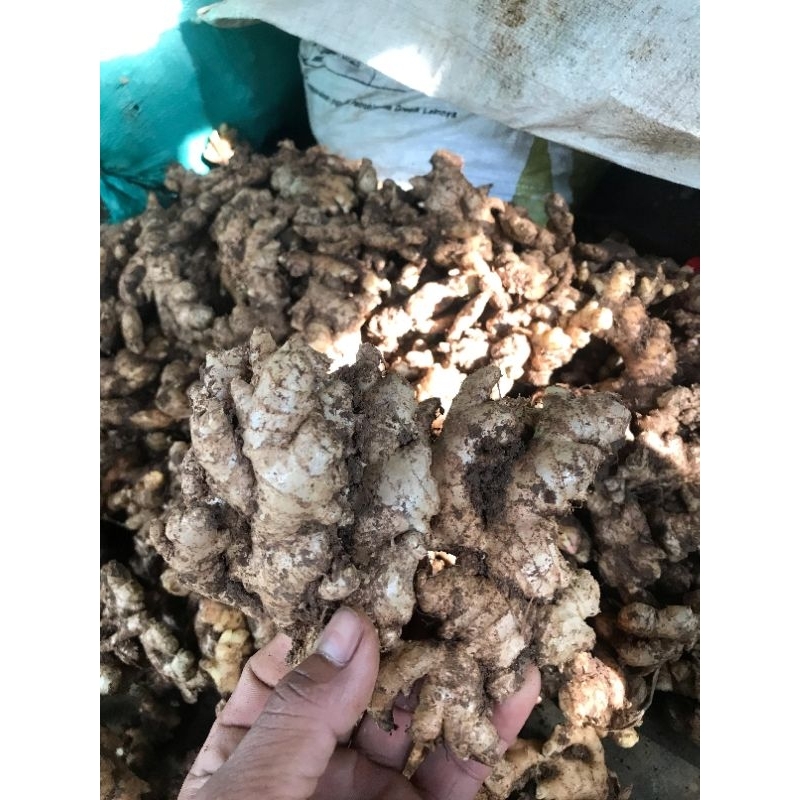 

PROMO JAHE EMPRIT PEDAS SEGAR FRESS BELUM DI CUCI 1KG