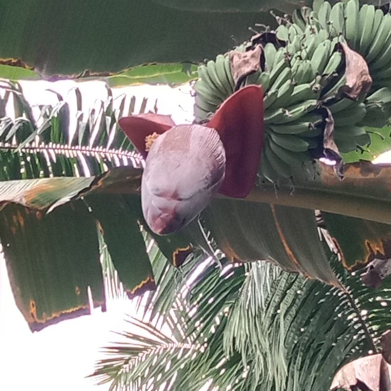 

jantung pisang kepok per 1 biji