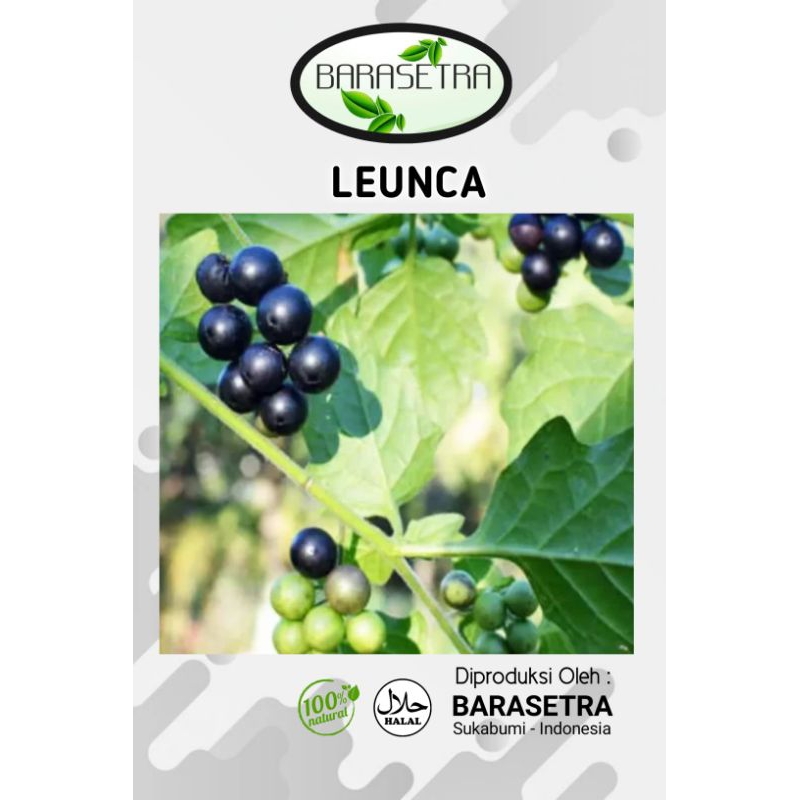 

BUAH LEUNCA atau lenca sayuran bermanfaat tinggi untuk kesehatan tubuh manusia. segera Order disini sekarang juga kak.