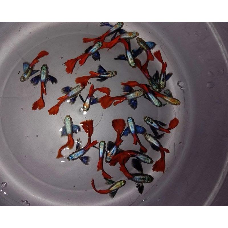 IKAN GUPPY Platinum Red Tail Dumbo Ear SEPASANG (PRTDE)