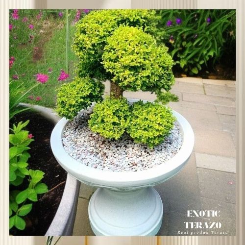 Pot Tanaman Bonsai Teraso | Pot Tanaman Hias