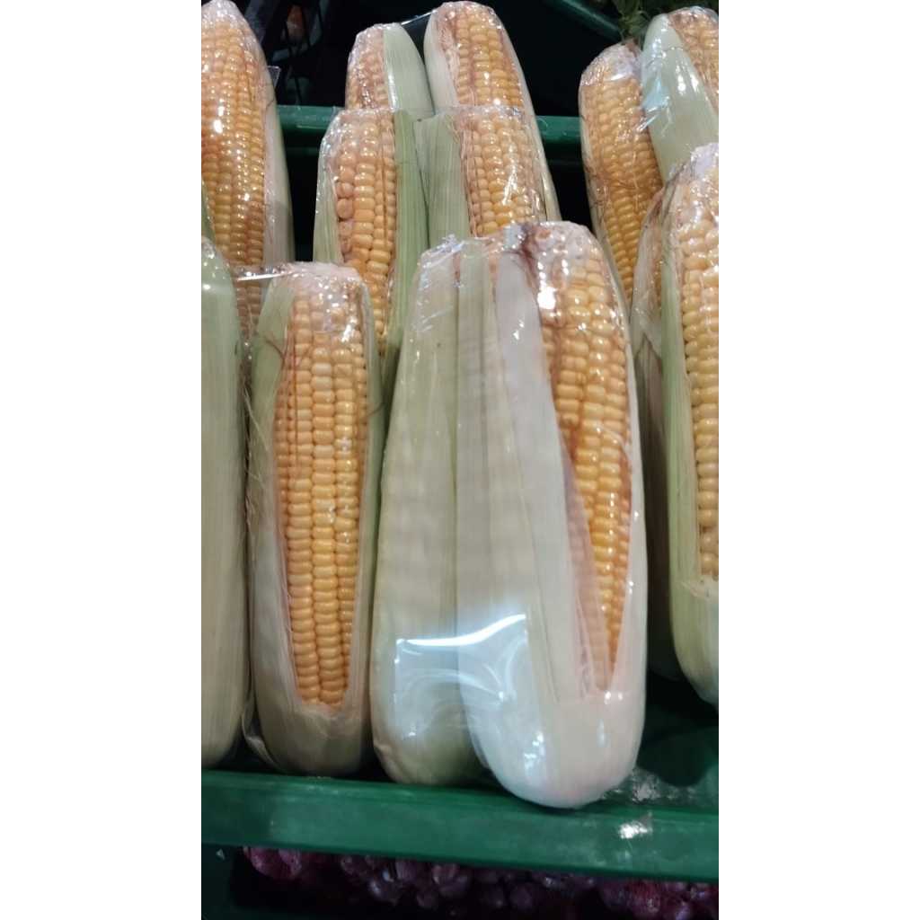 

JAGUNG MANIS FRESH