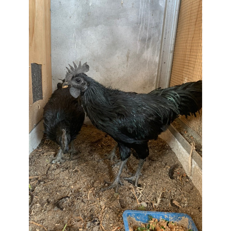 ayam cemani asli lidah abu remaja