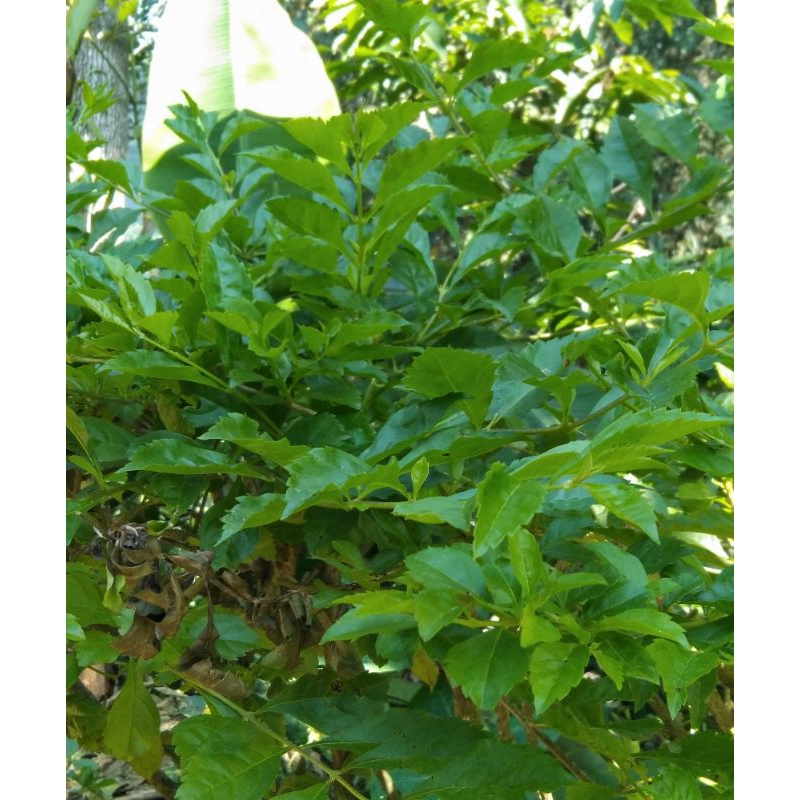 

Daun Beluntas Segar 1kg