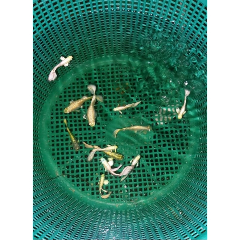 KOLEKSI IKAN HIAS GUPPY GOLD