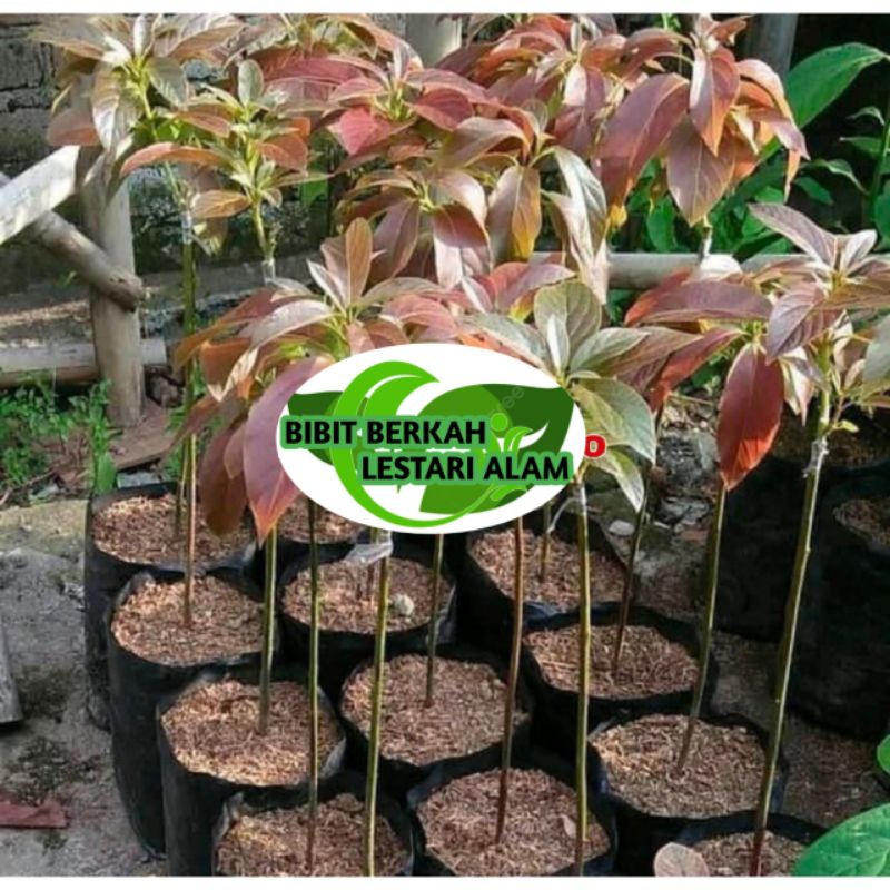 Bibit Alpukat Red Vietnam Asli Okulasi Super 1 Meter