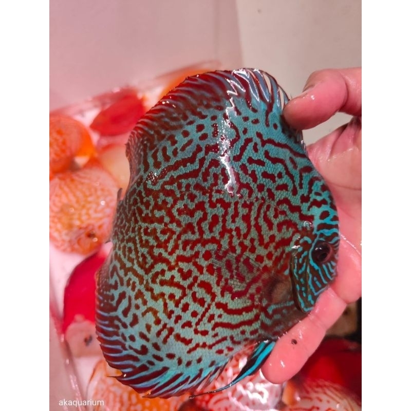 Ikan Discus 4'-5'Inc Jenis Mix