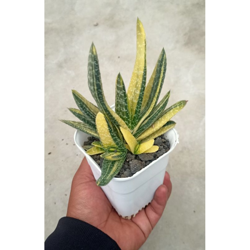 Gasteria Carinata Varigata
