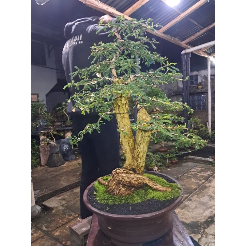 Bonsai Asem Saraf