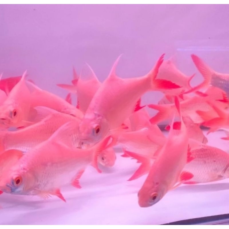 Ikan Kaviat Albino Mata Merah Ikan Tankmate Kaviat Albino 3 Jarian