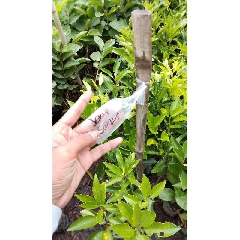 PROMO BIBIT JERUK SANKIS (OKULASI) COCOK DITANAM DALAM POT