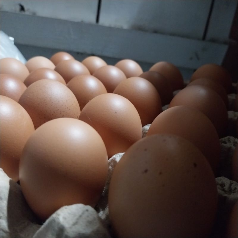 

Telur Ayam Negeri ( Mentah )