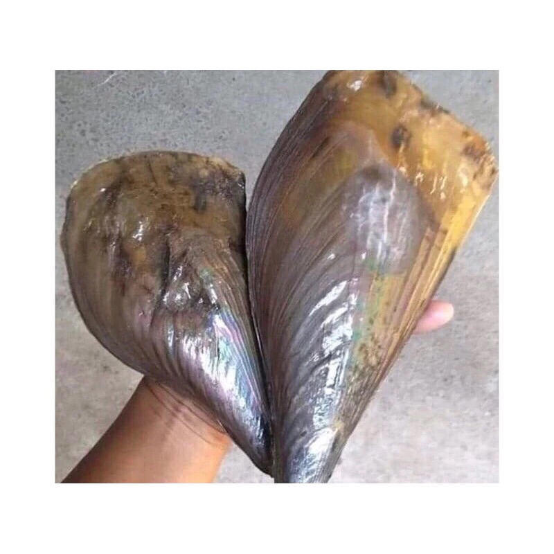

Kerang Kapak Segar Fresh Frozen 1Kg / Kwalitas Terbaik BERGARANSI