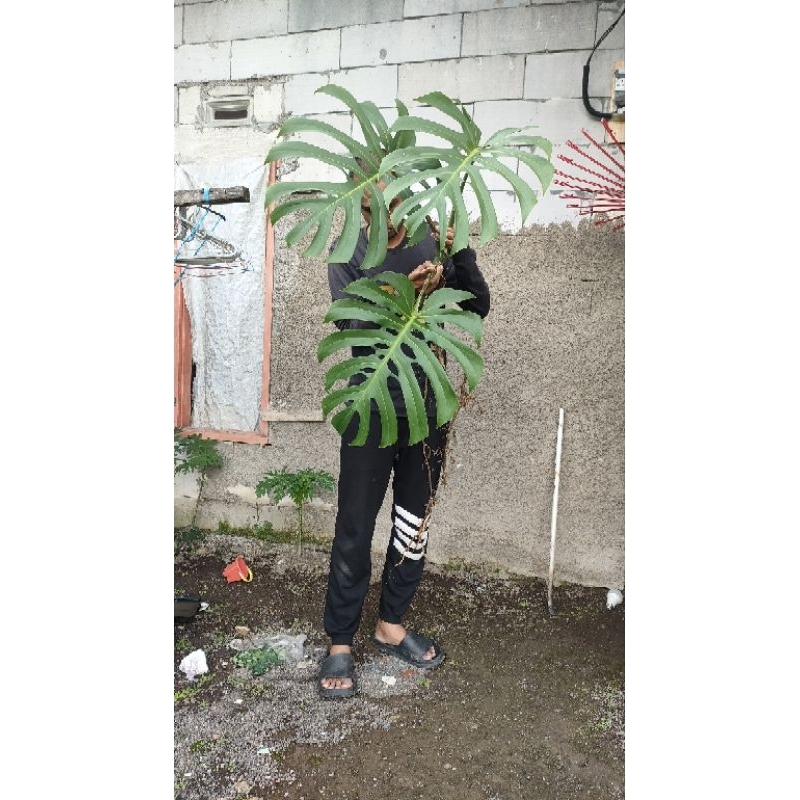 Tanaman Hias Monstera Brazilian Form cakep