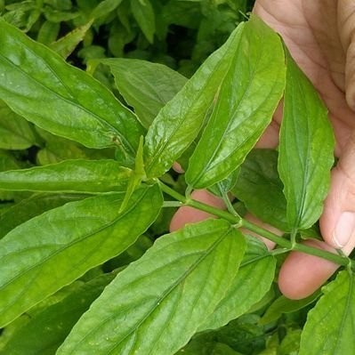 

Daun belalai gajah segar si pembunuh kanker 500 gr