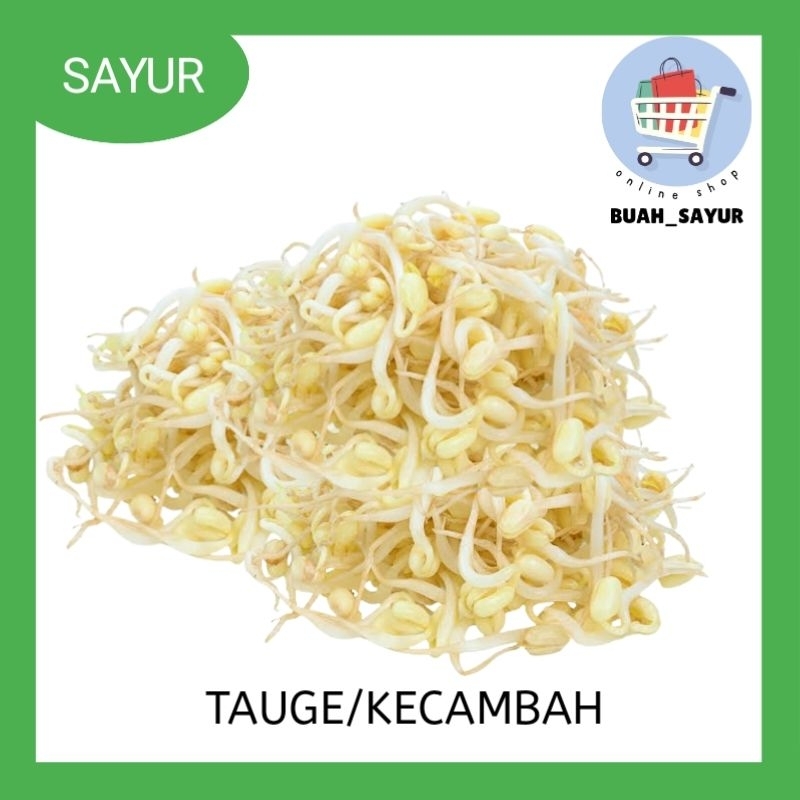 

Tauge/Toge Penjang segar fresh