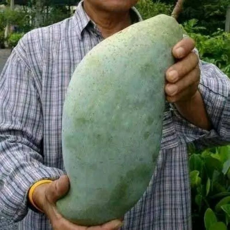 Indukan Bibit Mangga Mahatir Batang Besar