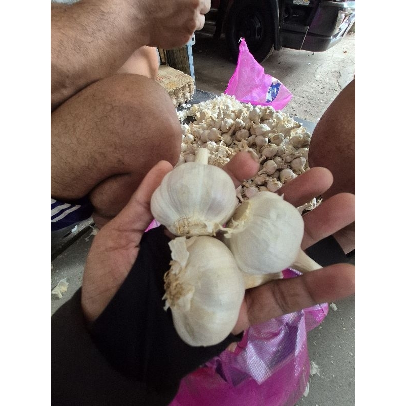 

Bawang Putih Kating